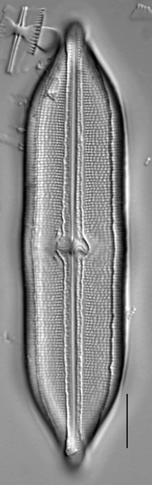 Neidium hitchcockii LM2