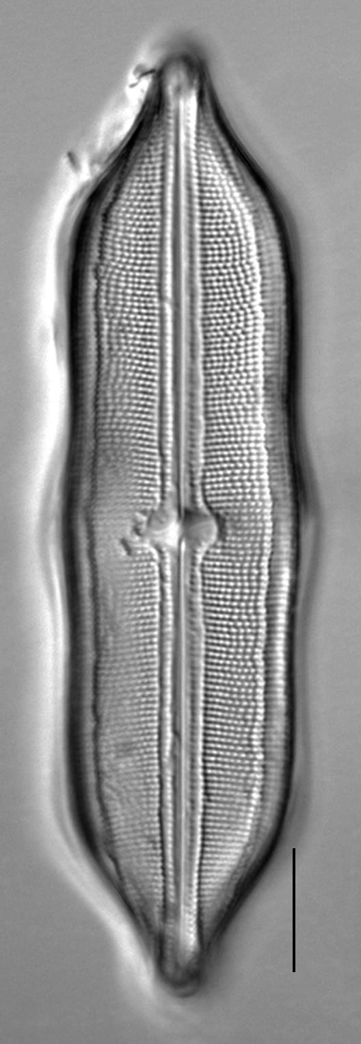 Neidium hitchcockii LM4