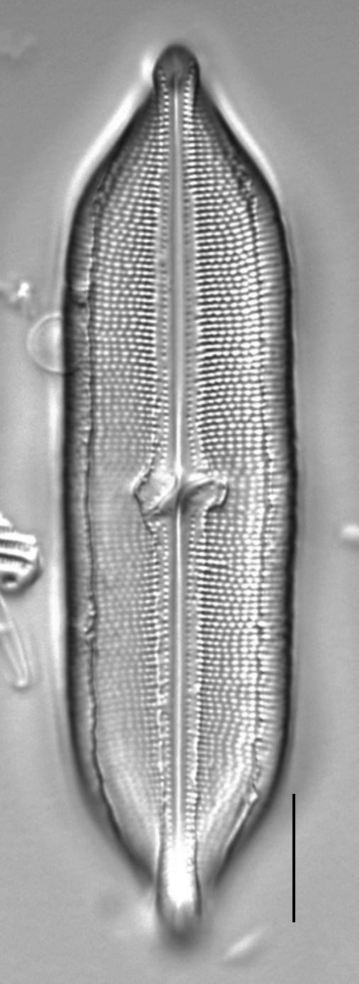 Neidium hitchcockii LM3