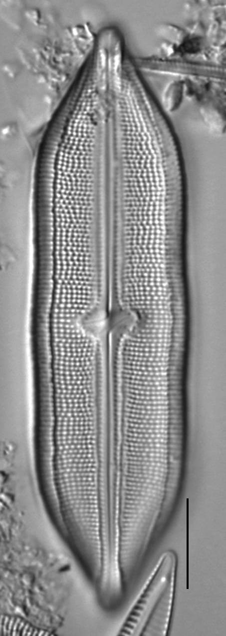 Neidium hitchcockii LM1