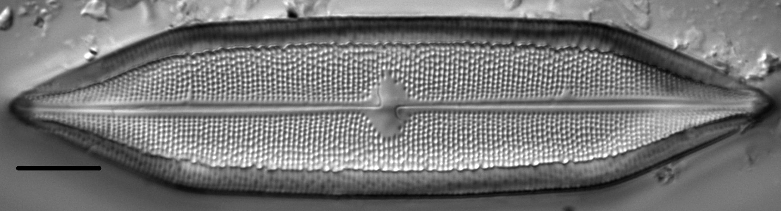 Neidium sacoense LM1