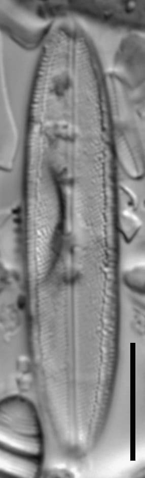 Neidium hercynicum LM2