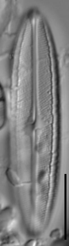 Neidium hercynicum LM4