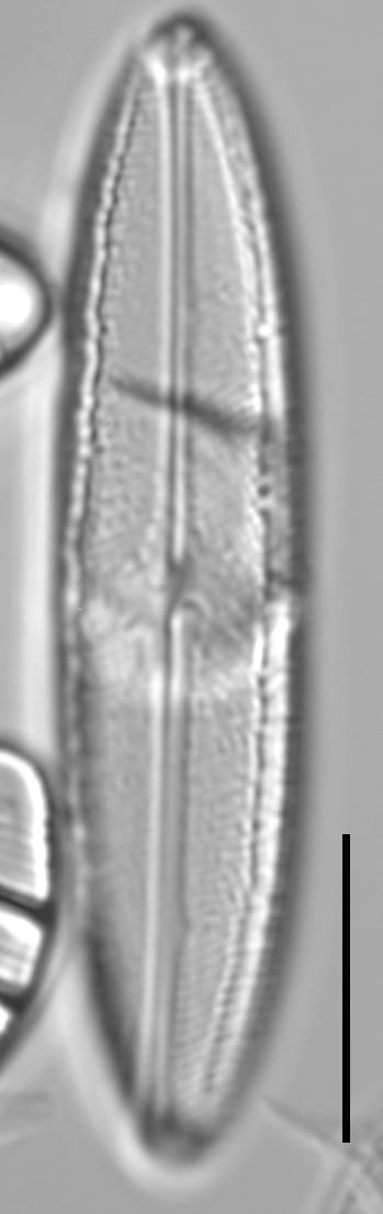 Neidium hercynicum LM3