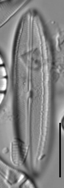 Neidium hercynicum LM6