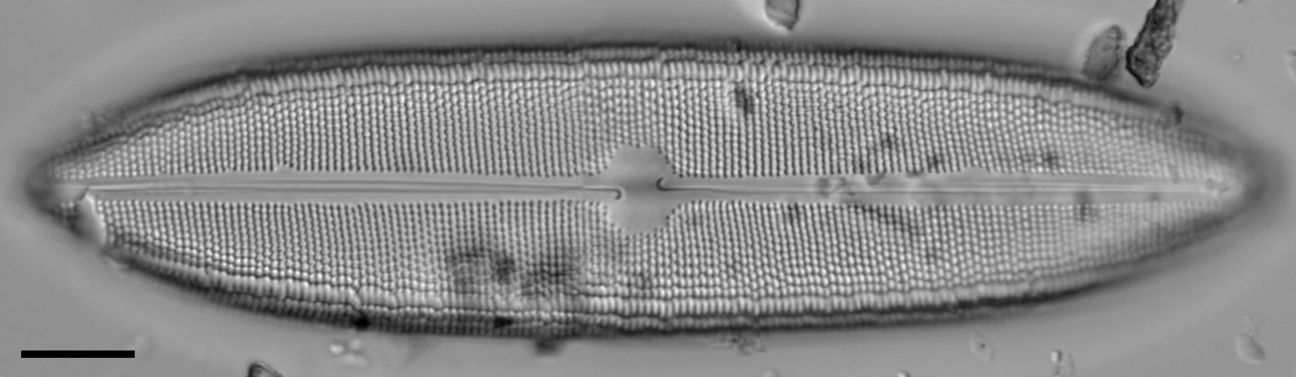Neidium amphigomphus LM4