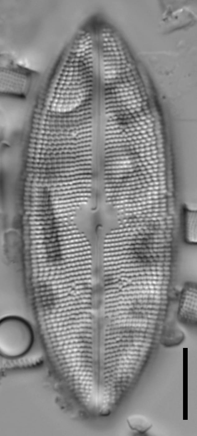 Neidium amphigomphus LM1