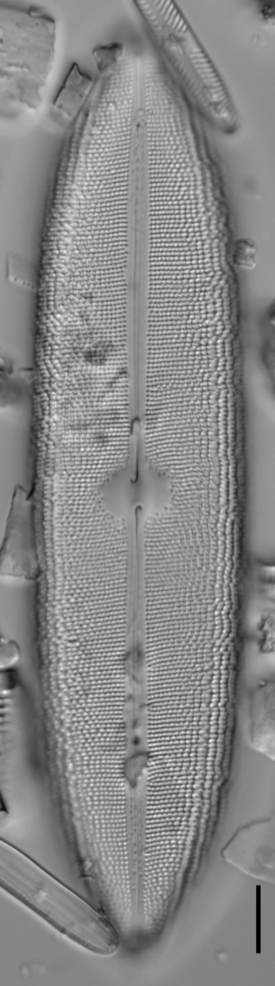 Neidium amphigomphus LM6