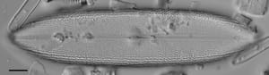 Neidium amphigomphus LM6