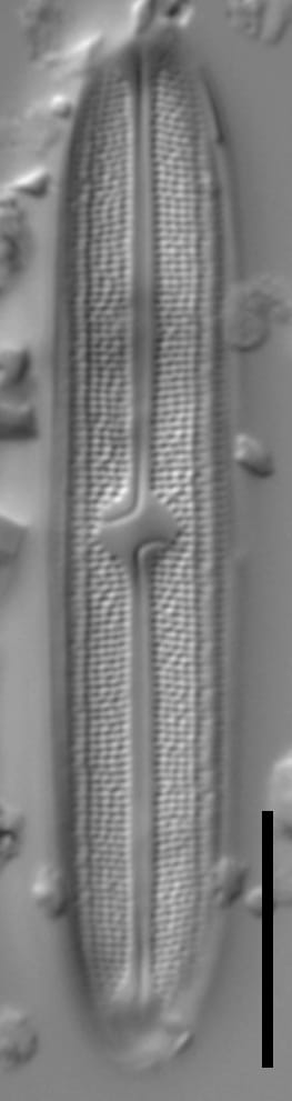 Neidium bisulcatum LM6