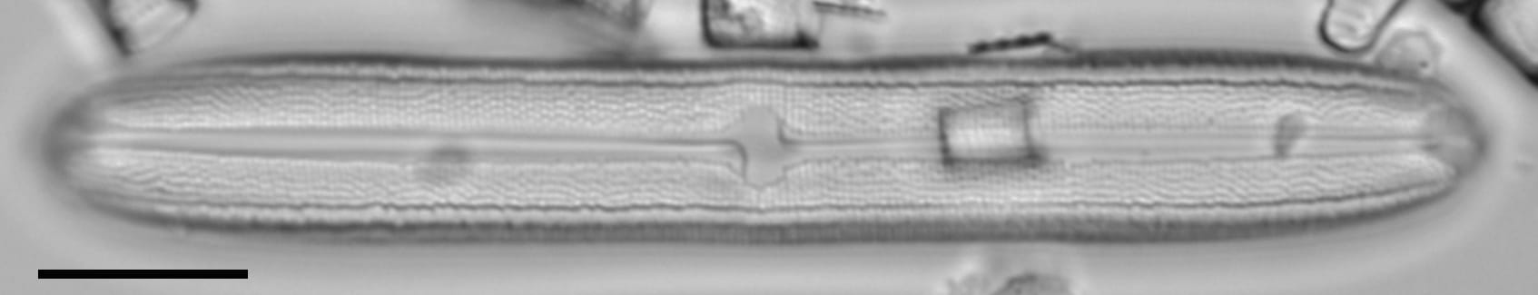 Neidium bisulcatum LM1