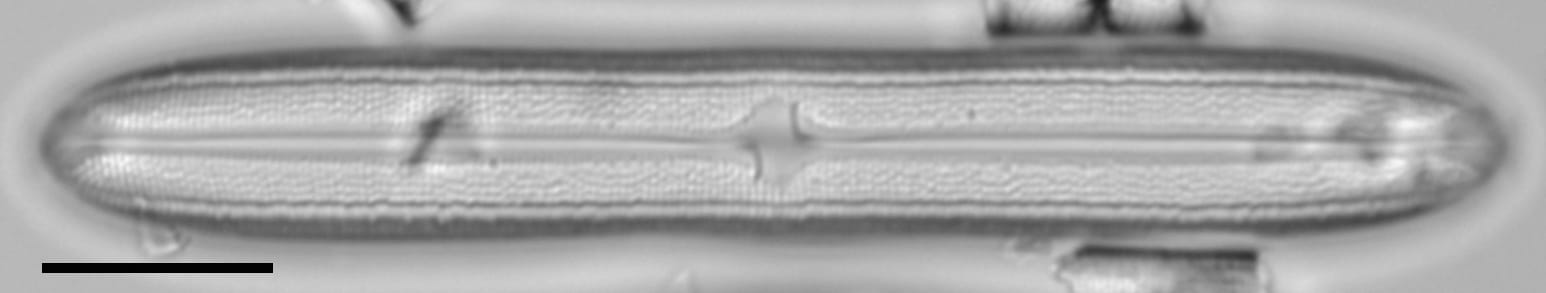 Neidium bisulcatum LM2