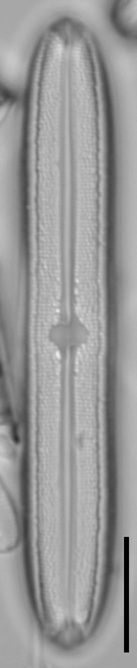 Neidium bisulcatum LM3