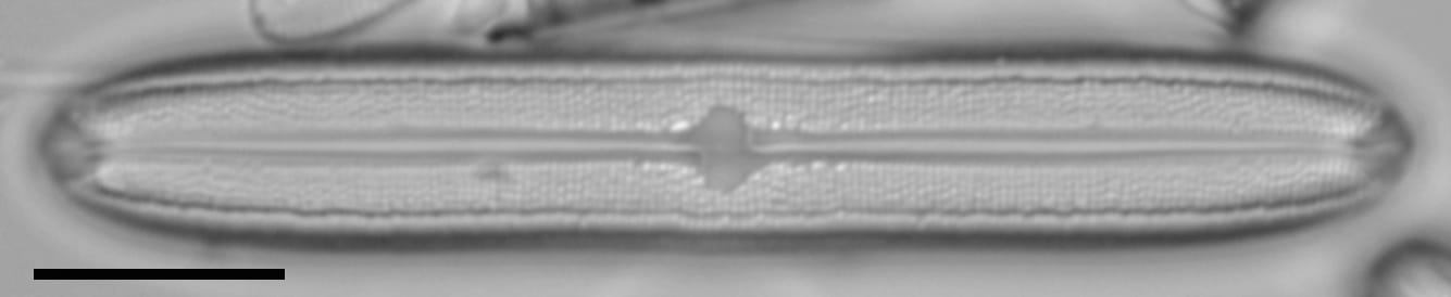 Neidium bisulcatum LM3