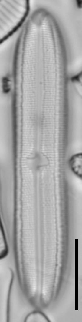 Neidium bisulcatum LM4