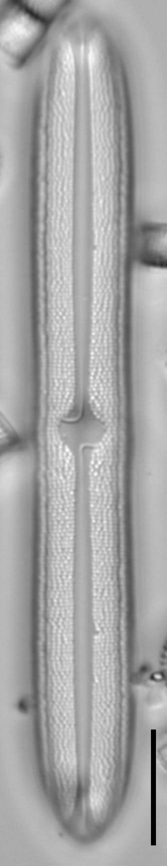 Neidium bisulcatum LM5