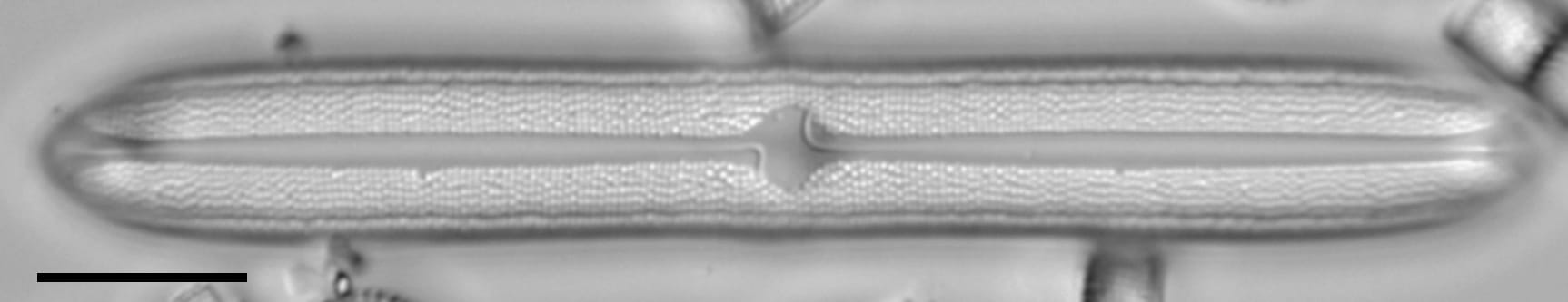 Neidium bisulcatum LM5