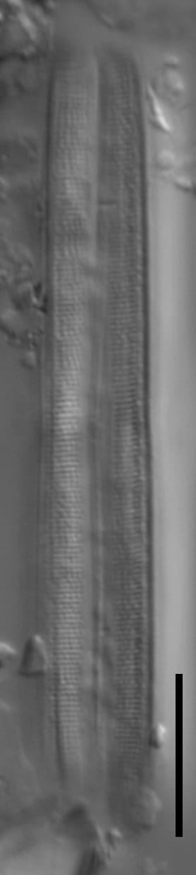 Neidium bisulcatum LM7