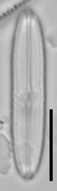 Neidium capsulare LA02 1