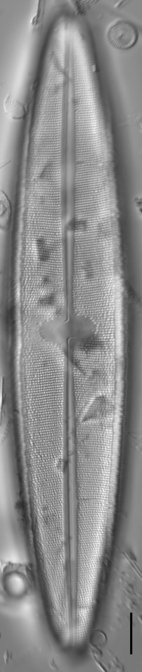 Neidium rugosum 1 NPS 13387b