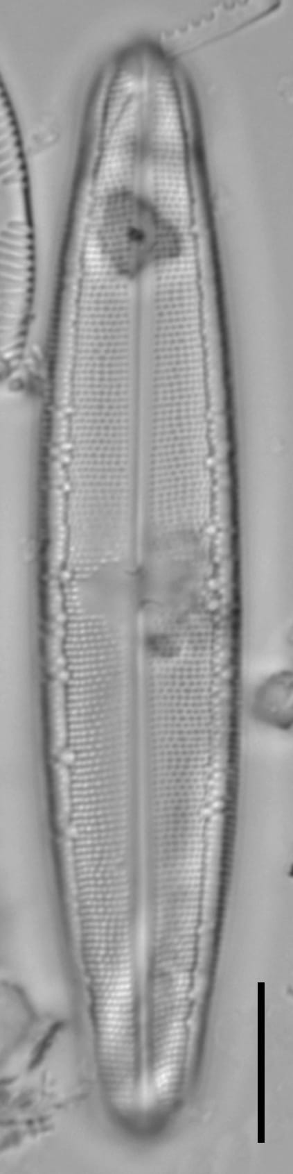 Neidium sp2 1 LA 02 a