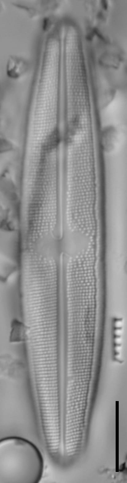 Neidium sp2 2 LA 02 c