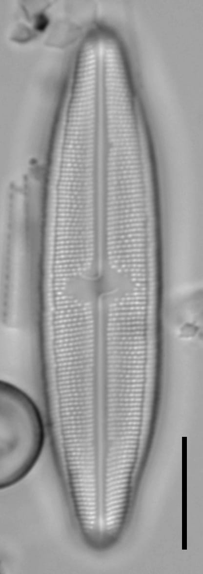 Neidium sp2 6 LA 02 a