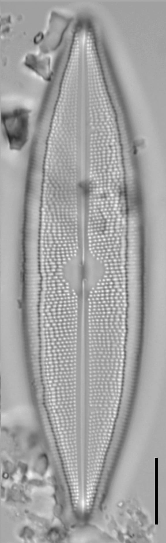 Neidium spuh LA BP a 4