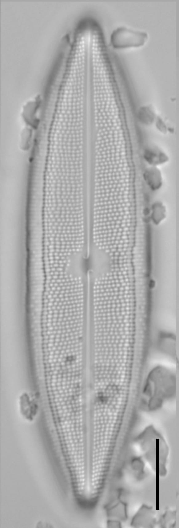 Neidium spuh LA BP a 5