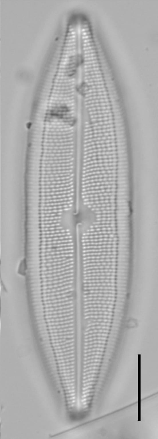 Neidium spuh LA BP a 6