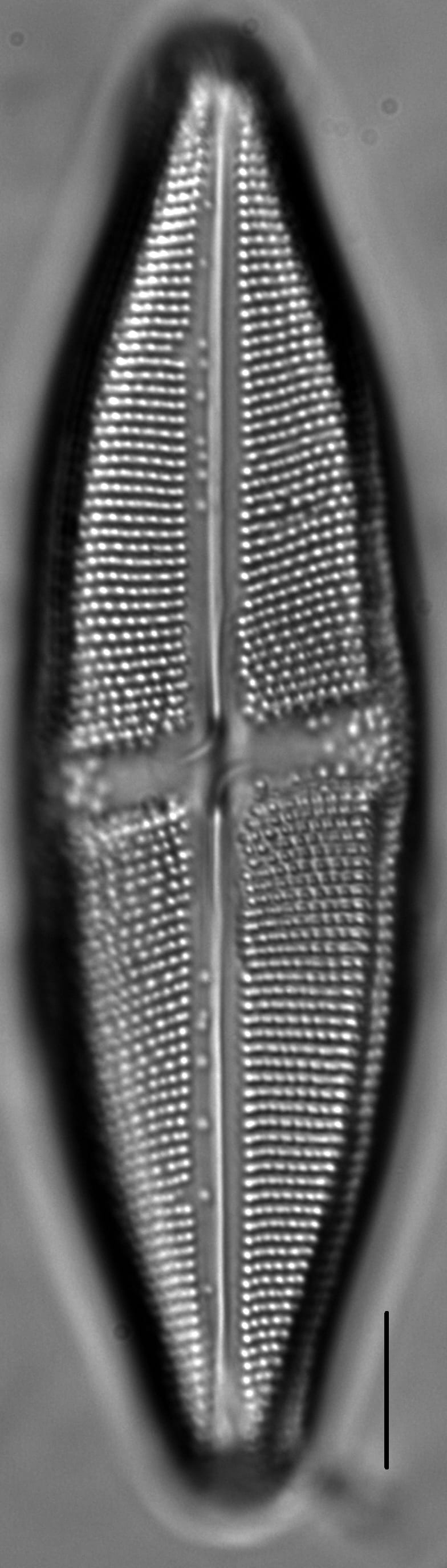 Neidium undulatum LM2