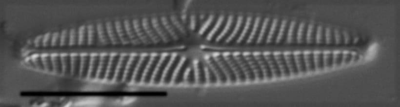 Navicula eileeniae LM5