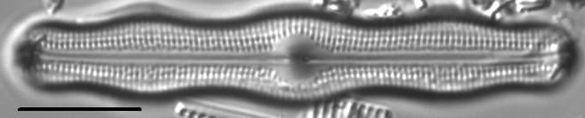 Neidiopsis levanderi LM5