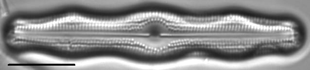 Neidiopsis levanderi LM4