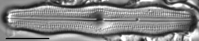 Neidiopsis levanderi LM3