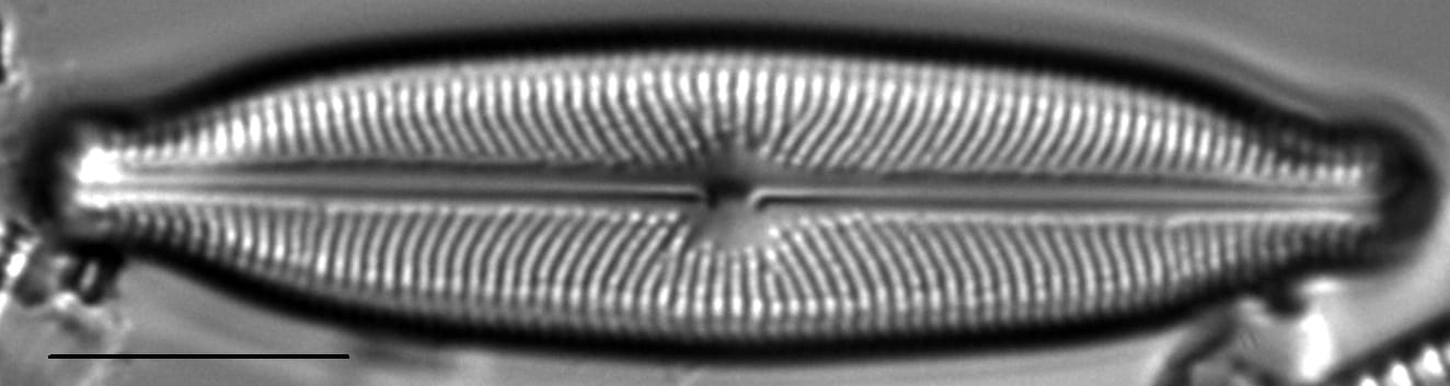 Neidiopsis wulffii LM6