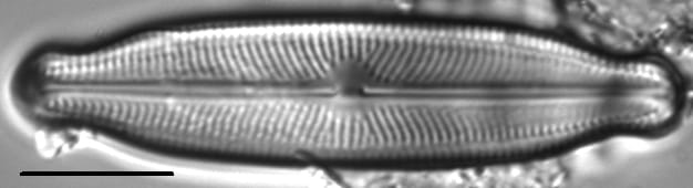 Neidiopsis wulffii LM5