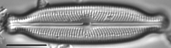 Neidiopsis wulffii LM4