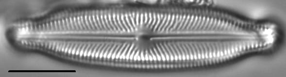 Neidiopsis wulffii LM3