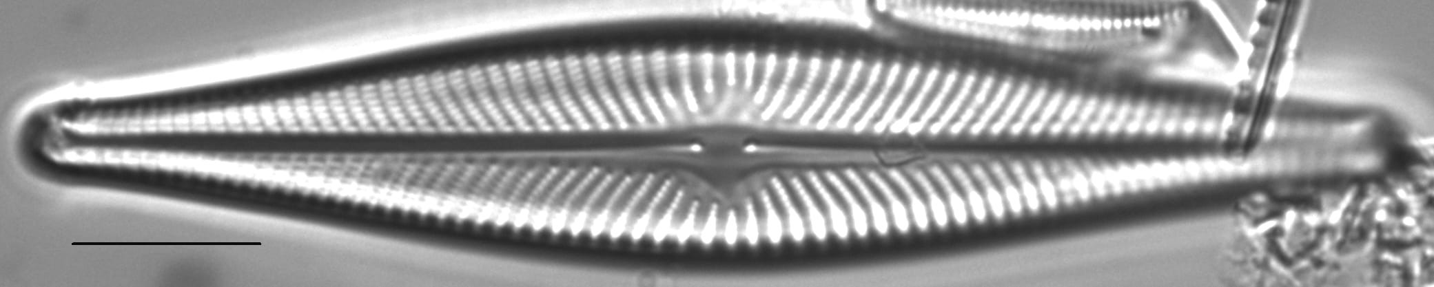 Navicula flatheadensis LM6