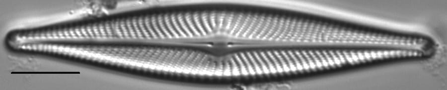 Navicula flatheadensis LM5