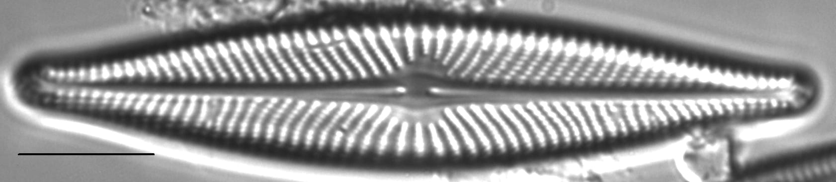 Navicula flatheadensis LM4