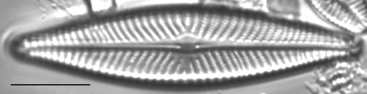 Navicula flatheadensis LM1