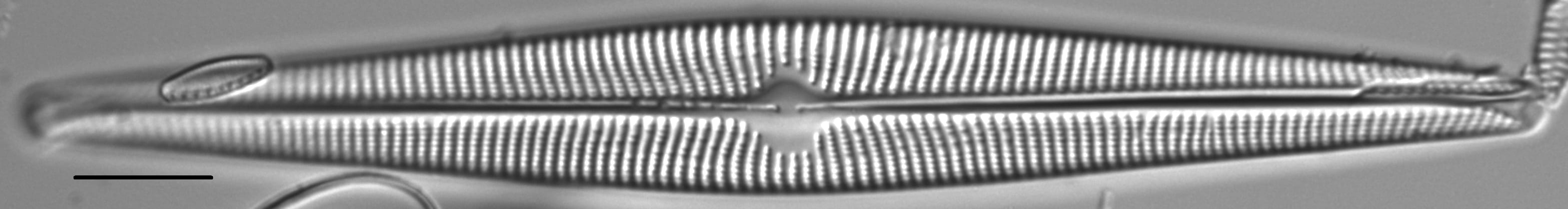 Navicula galloae LM1