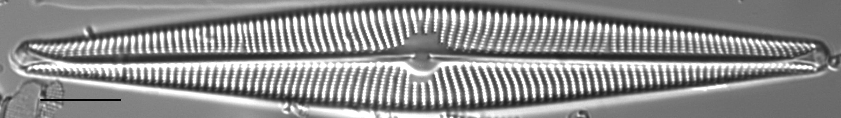 Navicula galloae LM2