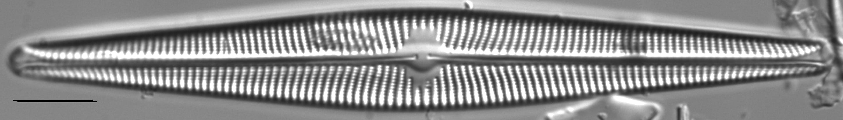 Navicula galloae LM3