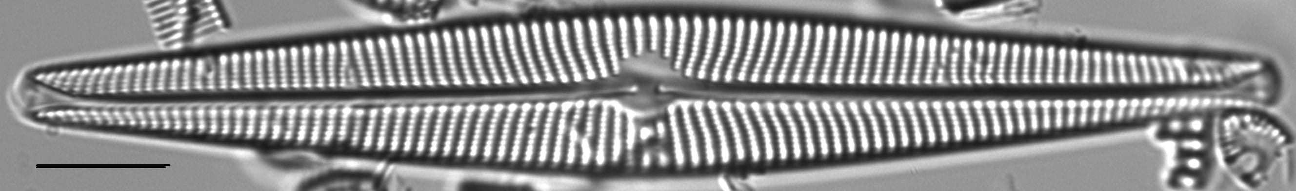 Navicula galloae LM5