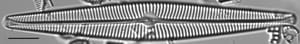 Navicula galloae LM5