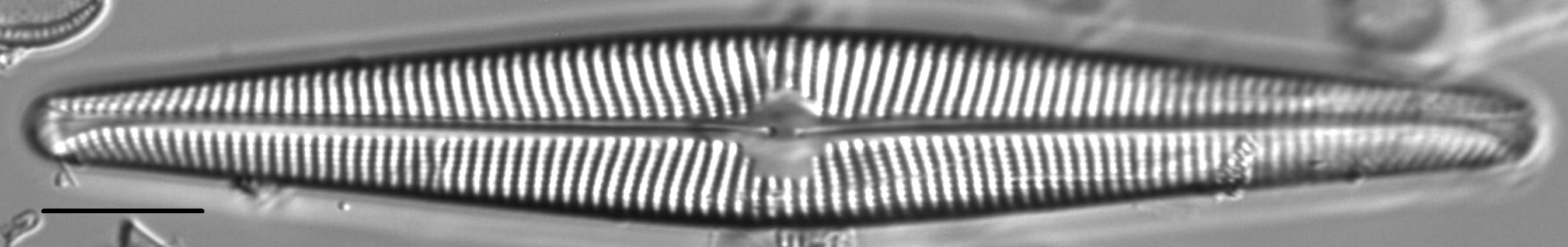 Navicula galloae LM6