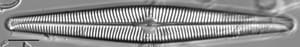 Navicula galloae LM6